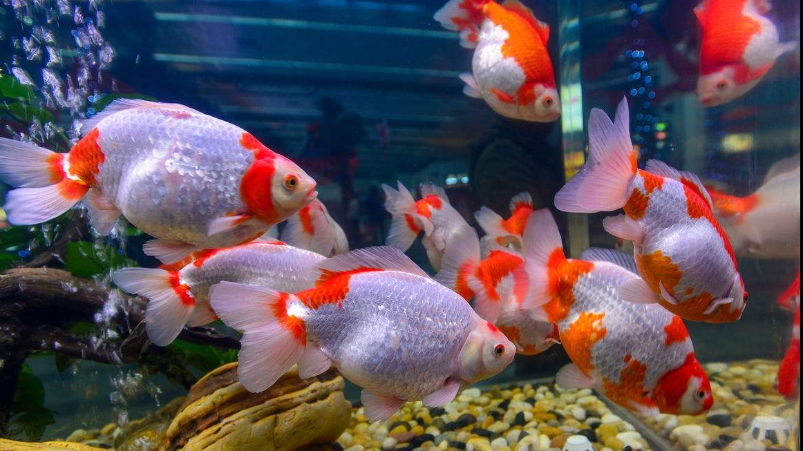 辦公室養(yǎng)魚的風水知識你知道嗎？