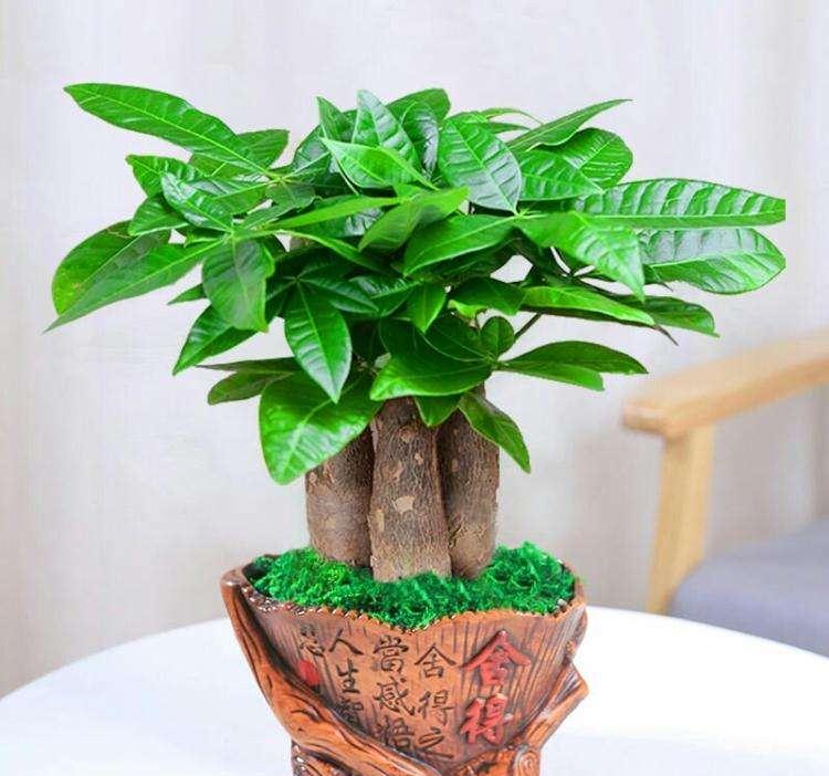 發財樹