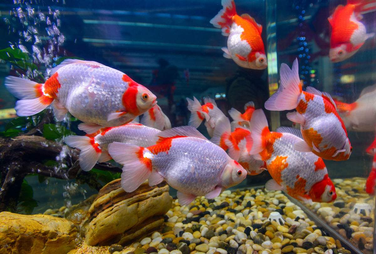 辦公室養魚知識